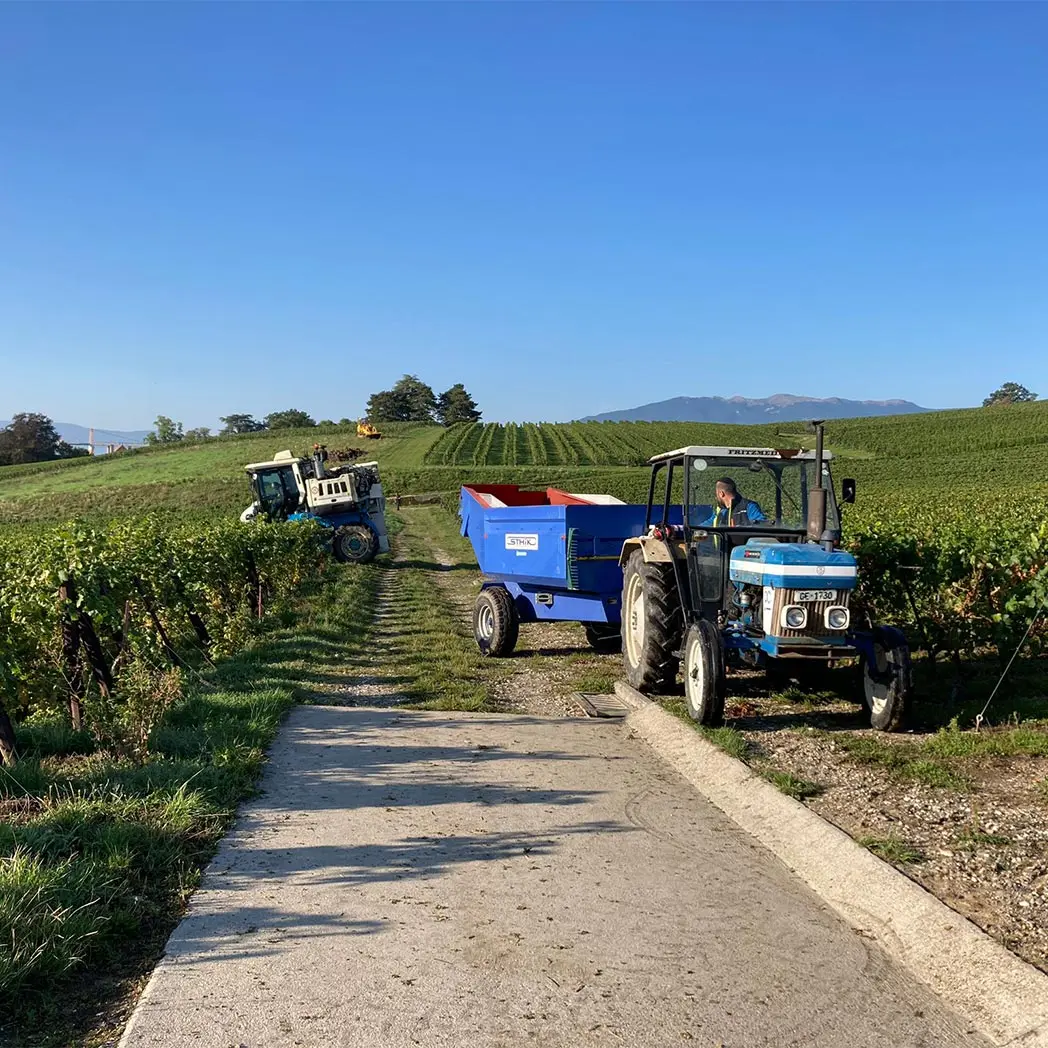 Baptiste Roset conduit son tracteur lors des vendanges