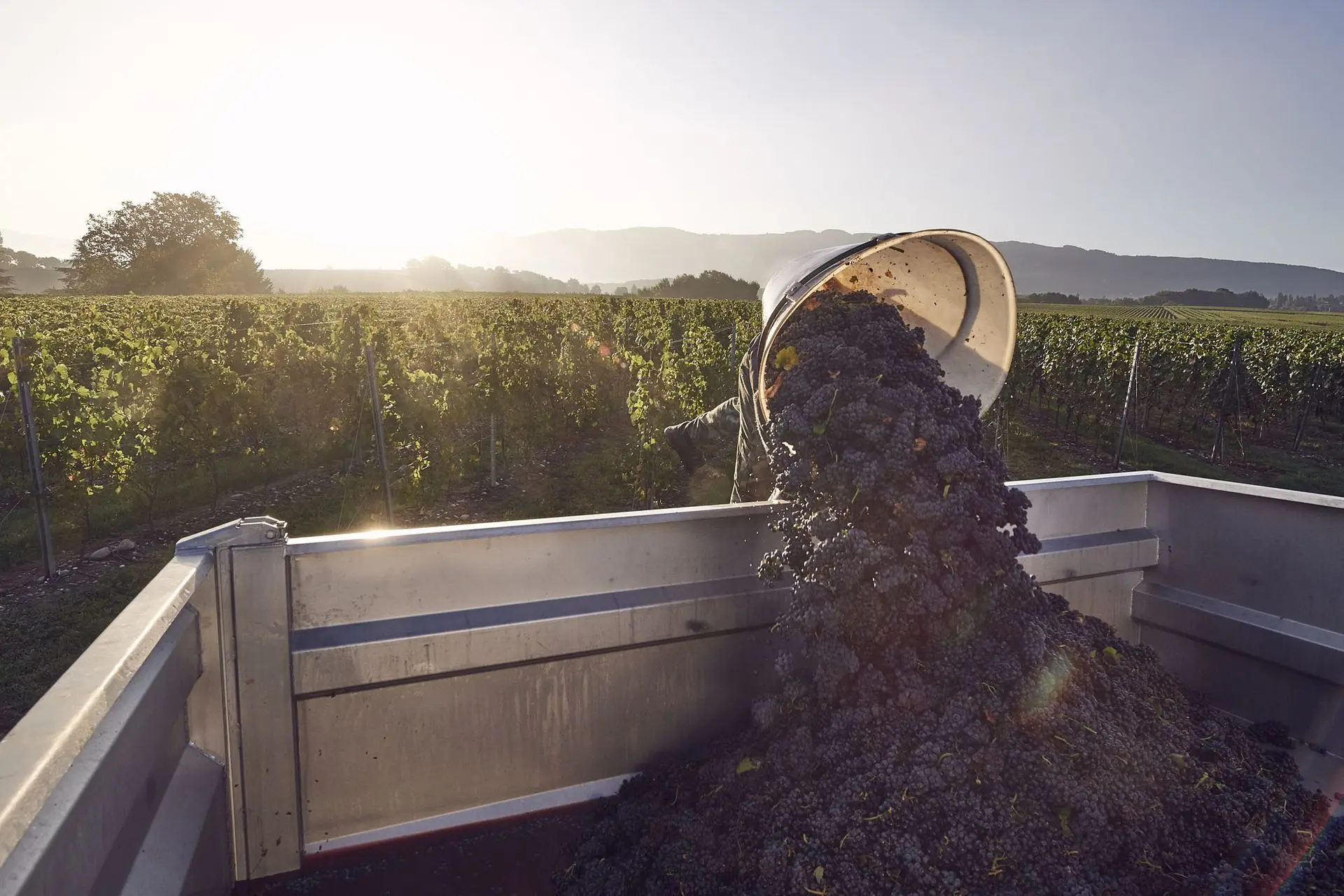 Un vigneron décharge sa branque dans une remorque lors des vendanges