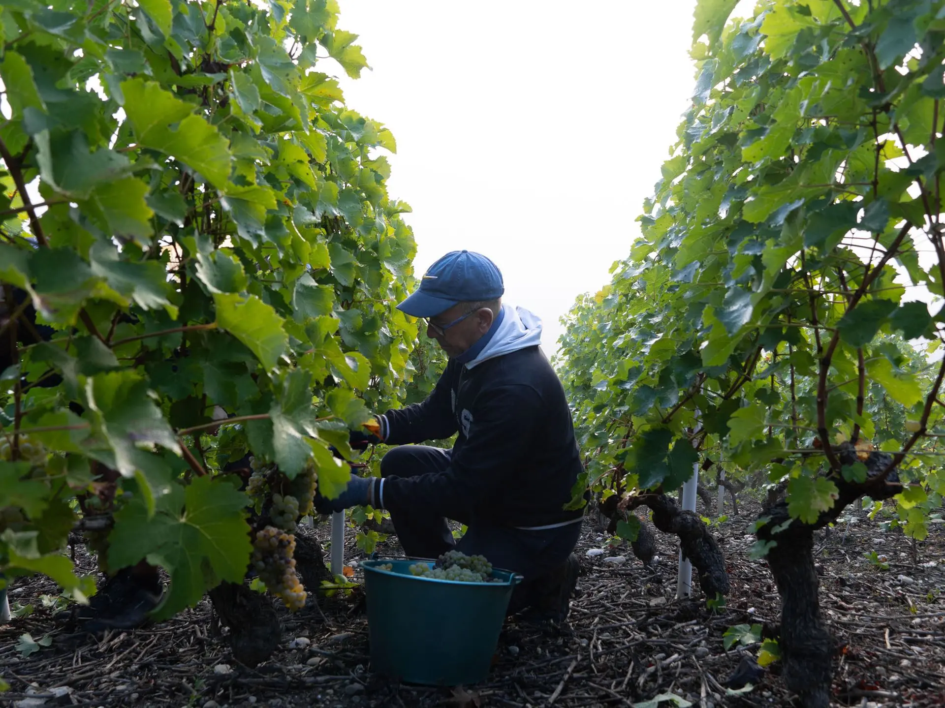 Un employé cueille les grappes de raisin lors des vandanges