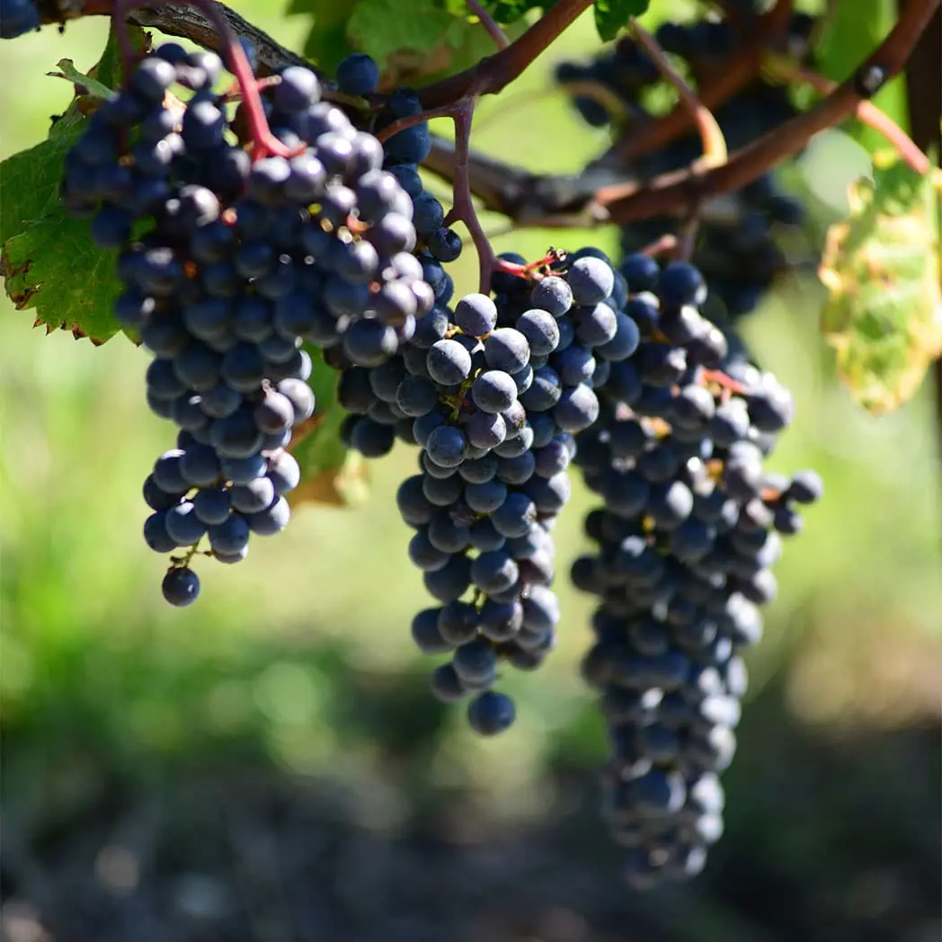 Des grappes de Pinot Noir dans le vignoble Genevois