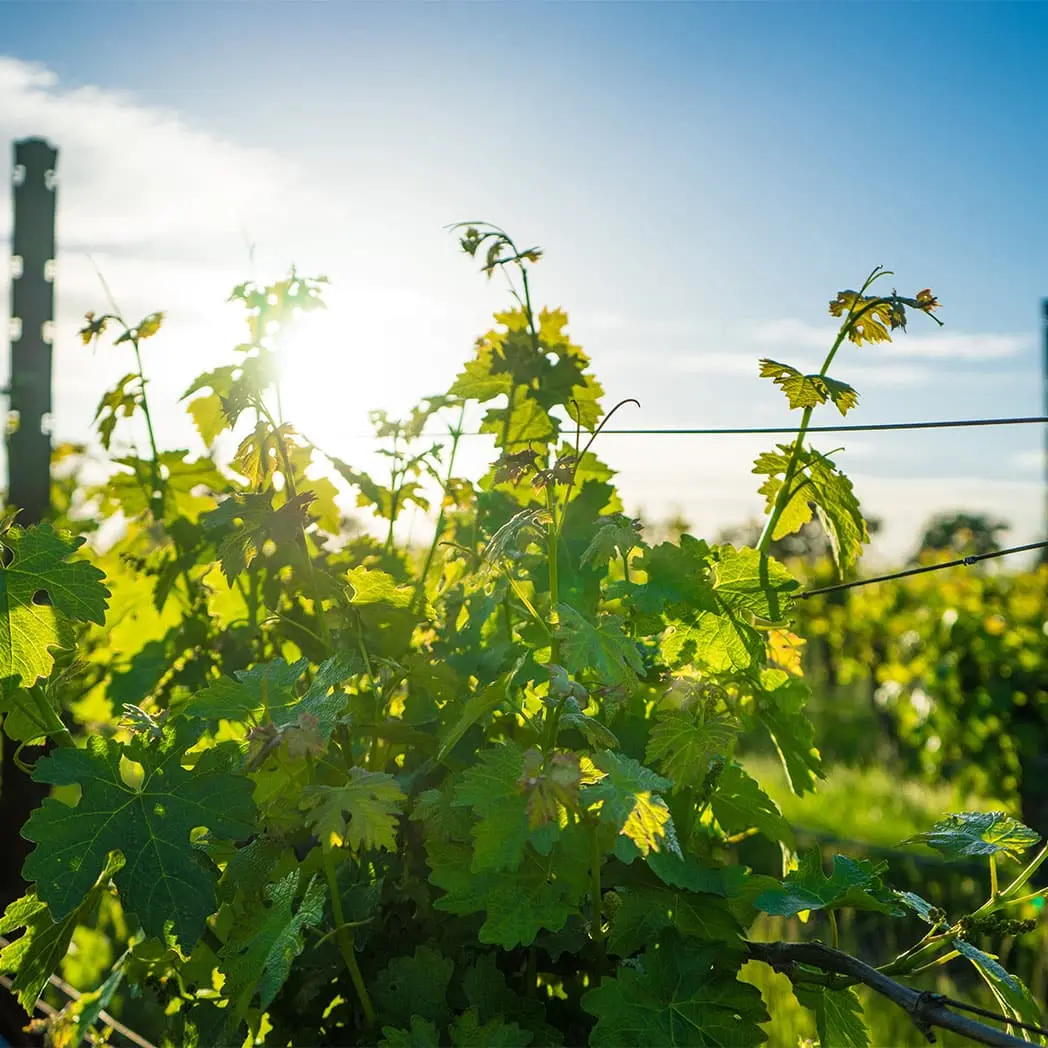 Des jeunes pousses de vignes sous le soleil