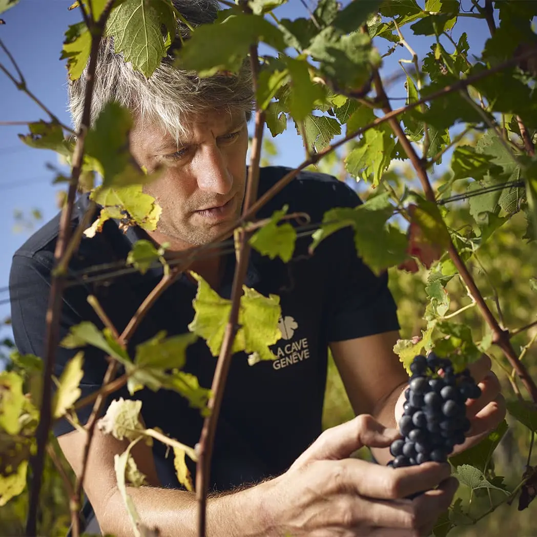 Florian Barthassat inspecte les vignes lors des vendanges