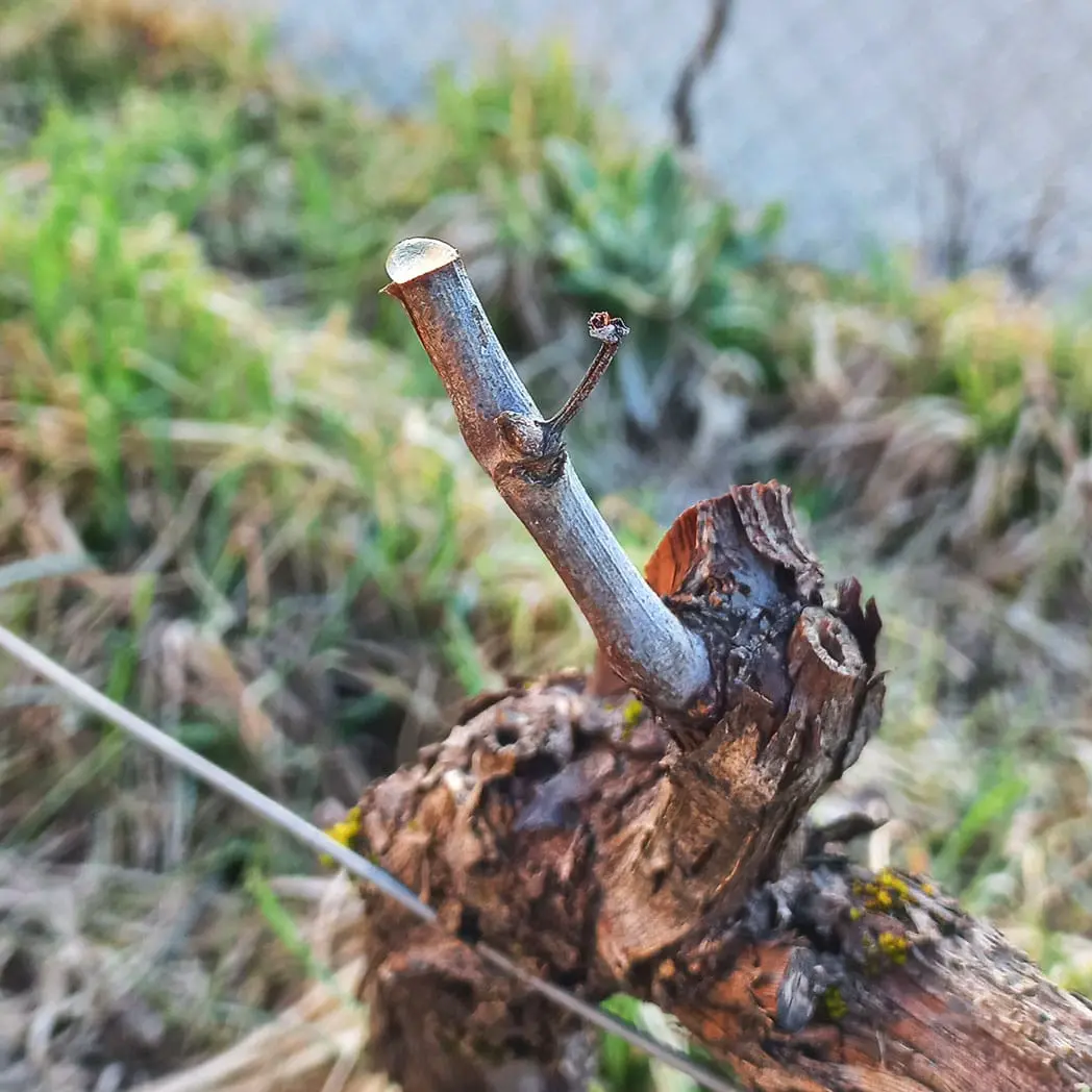 Une goutte de sève apparait au bout d'une branche de vigne au printemps