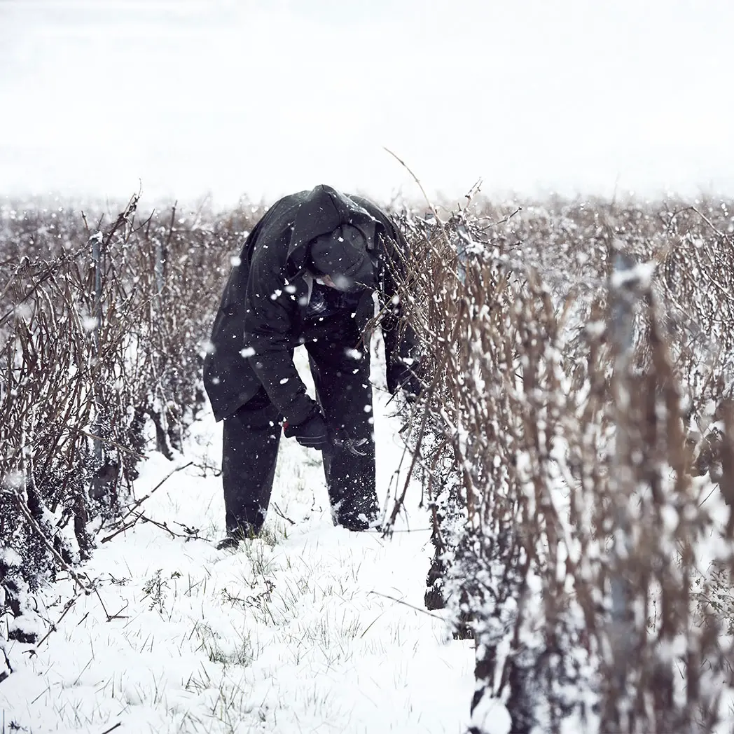 Une vigneron taille ses vignes durant l'hiver à Satigny