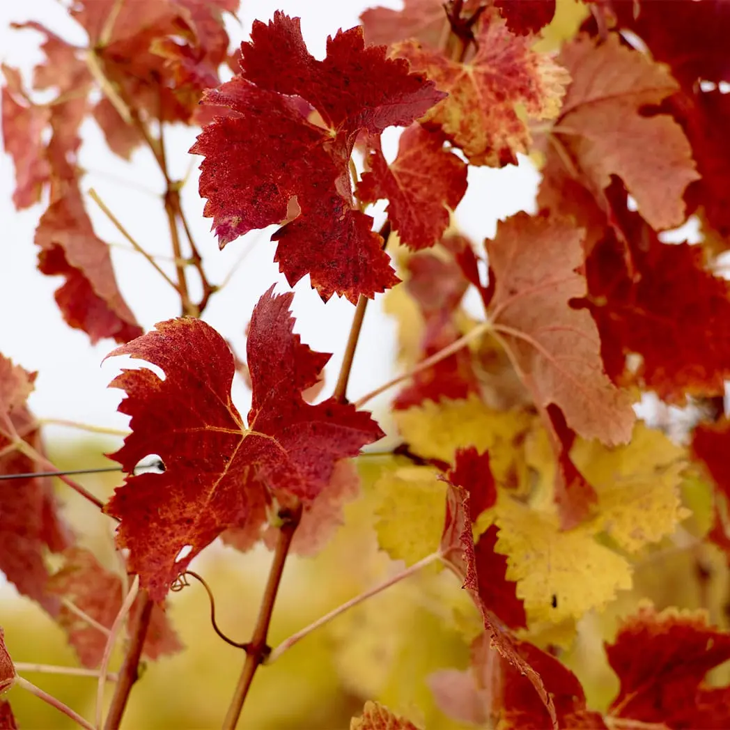 Gros plan de feuilles de vignes aux teintes rouges en automne