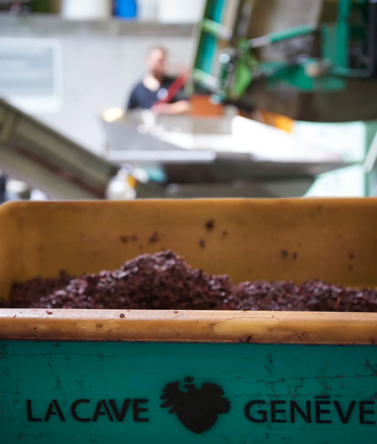 Les parties solides des raisins sont évacuées des cuves avant d'être pressées