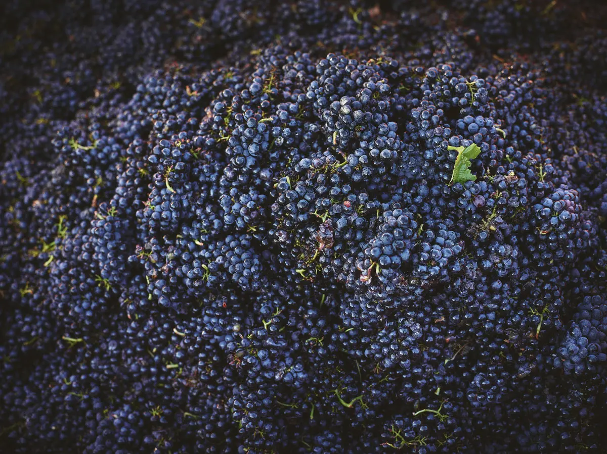 Un tas de raisin, probablement du Gamay, lors des vendanges