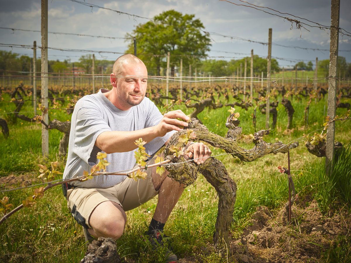 Sébastien Favre Sébastier Favre inspecte un pied de vigne