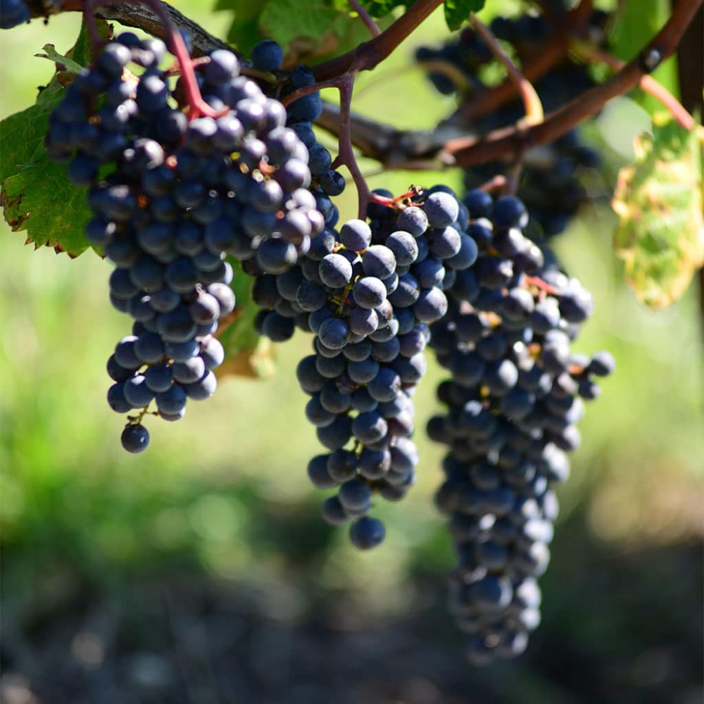 Cycle vigne Maturation